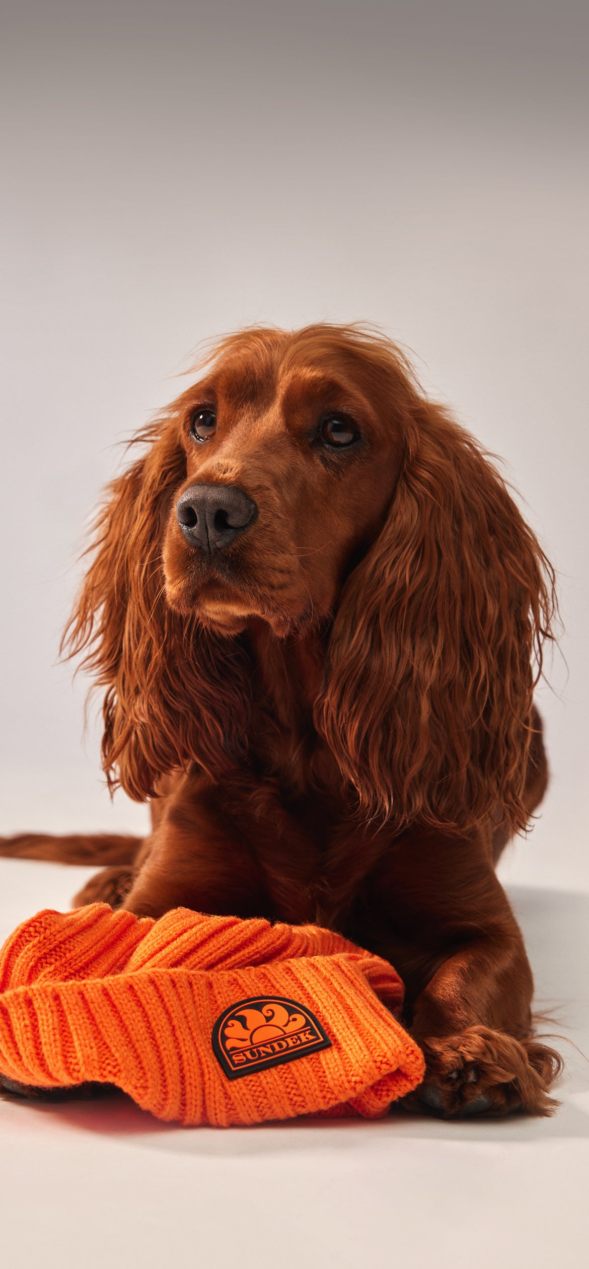 Store Beaded Cocker Spaniel Clutch